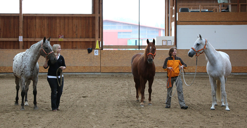 Pferdegestütztes Coaching - Coaching mit Pferden