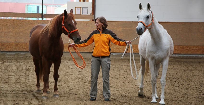 Pferdegestütztes Coaching - Coaching mit Pferden
